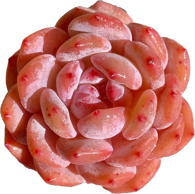 FWPP Live Succulents Plants Echeveria Snow Angel 2.5 inches,Rare red Succulents Bare Root Without Pot Soil, Live Plants Indoor Office Decoration Wedding and Gift