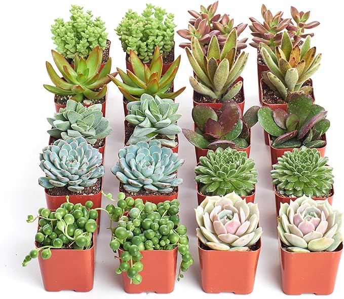 Shop Succulents Assorted Succulent Plant Pack Bulk Collection - Live Mini Succulent Plants, Low Maintenance, Mixture of Colors & Textures - Wedding and Party Favors, Gift & Garden, Pack of 20