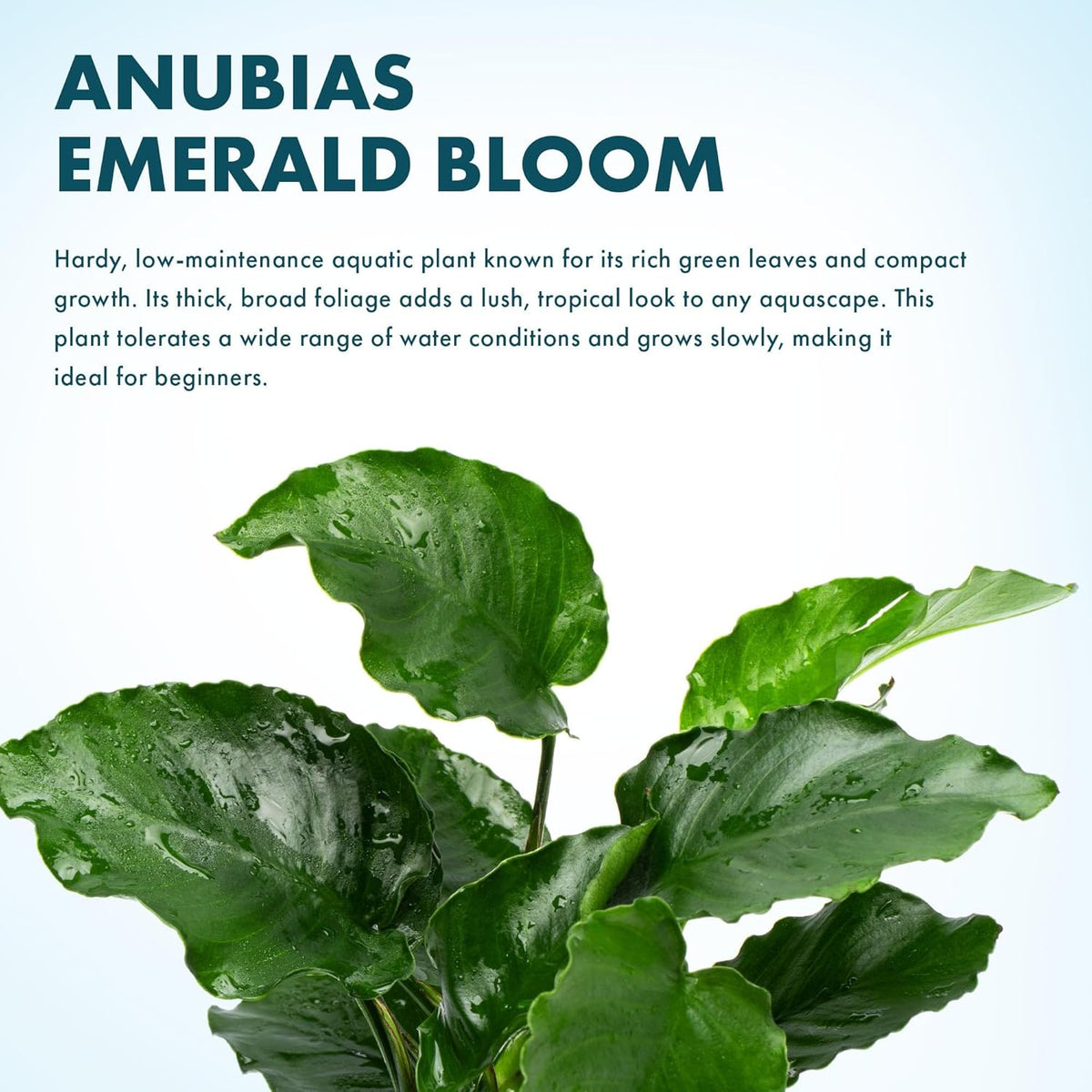 Live Jungle Plants - Anubias Emerald Bloom (Anubias barteri) - Compact Epiphytic Rhizome Plant for Midground Freshwater Aquascapes, Emerald Green Accent - Pot