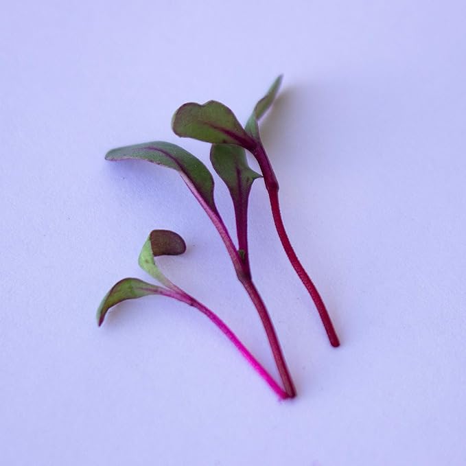 Beet Seeds - Red Round - 25 Lb Bulk ~600,000 Seeds - Beta vulgaris - Microgreens Seed - Non-GMO, Heirloom, Open Pollinated, Annual