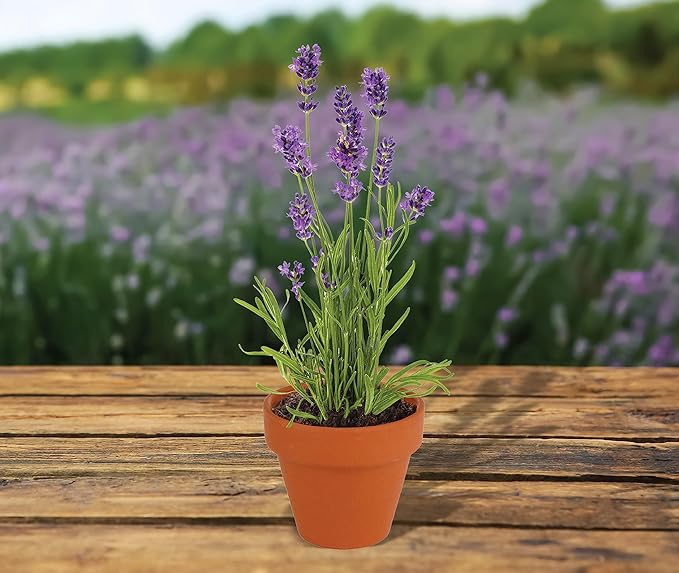 Buzzy Seeds Terracotta Mini Grow Pots | Herb, Plant, Flower Starter Kit for Kids & Adults | Assorted 20-Pack, | Lavender Seeds Guaranteed to Grow | Best Indoor Grow Your Own Plant Gardening Gift