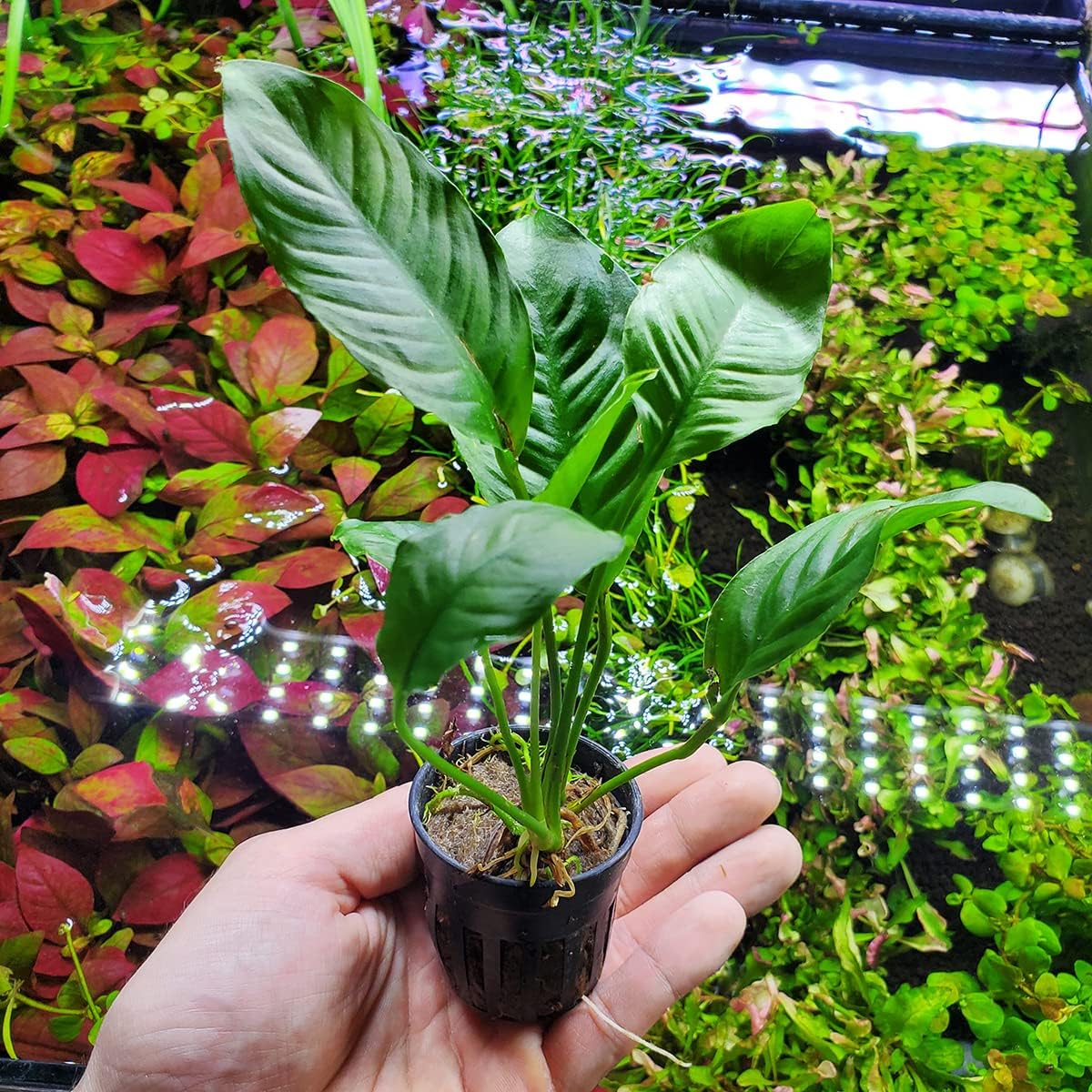 Anubias Live Aquarium Plants - Potted Freshwater Plant for Fish Tanks, Terrariums - Beginner Friendly Low Light (Heterophylla, 1 Pot)