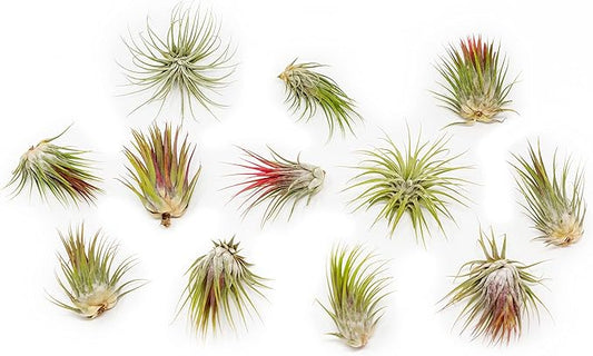 50 Pack Large Air Plants Tillandsia Ionantha Guatemala - Live Succulent House Plants - Available in Wholesale and Bulk - Home and Garden Decor - Easy Care Indoor and Outdoor Plants