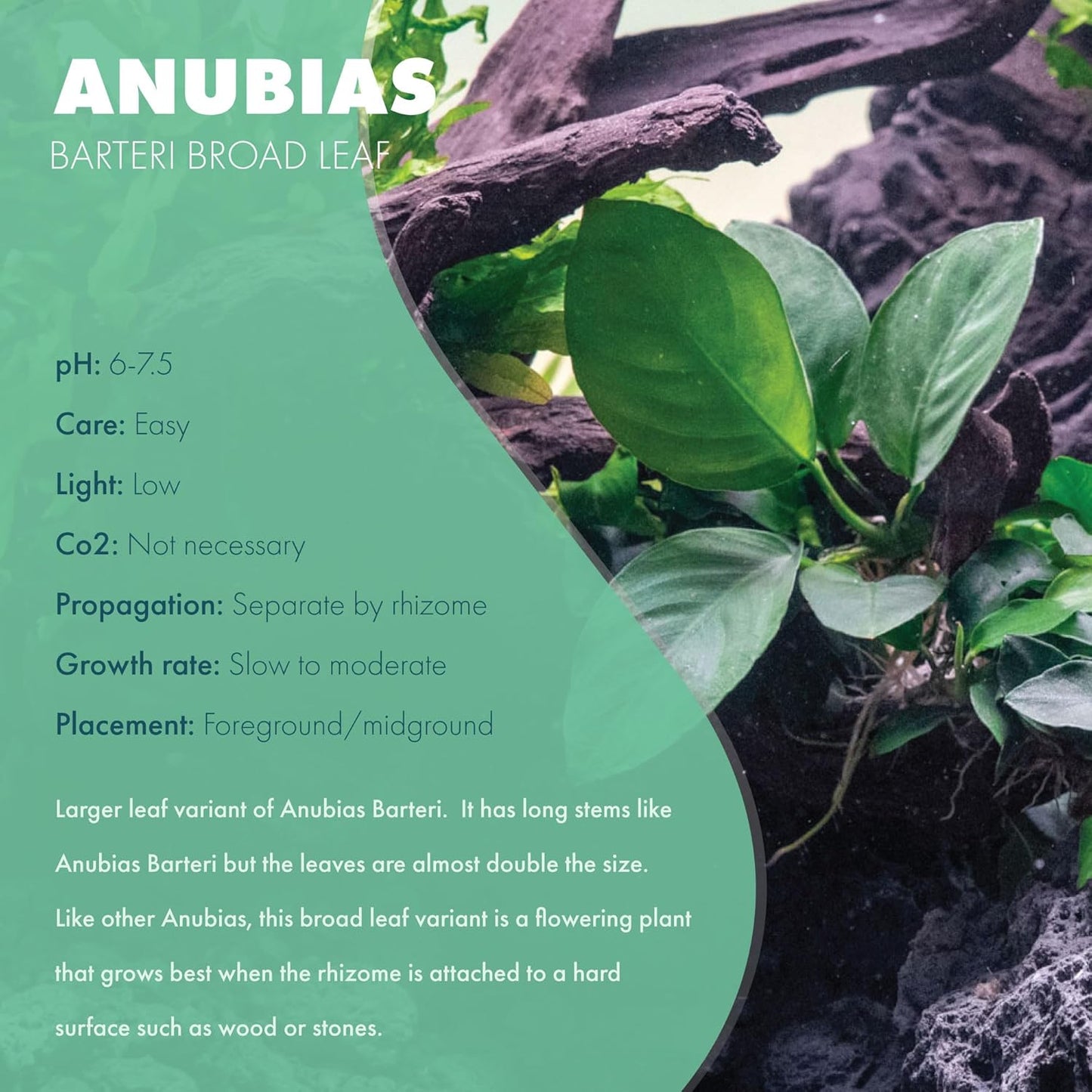 Anubias Live Aquarium Plants - Potted Freshwater Plant for Fish Tanks, Terrariums - Beginner Friendly Low Light (Barteri Broad Leaf, 5 Pots)