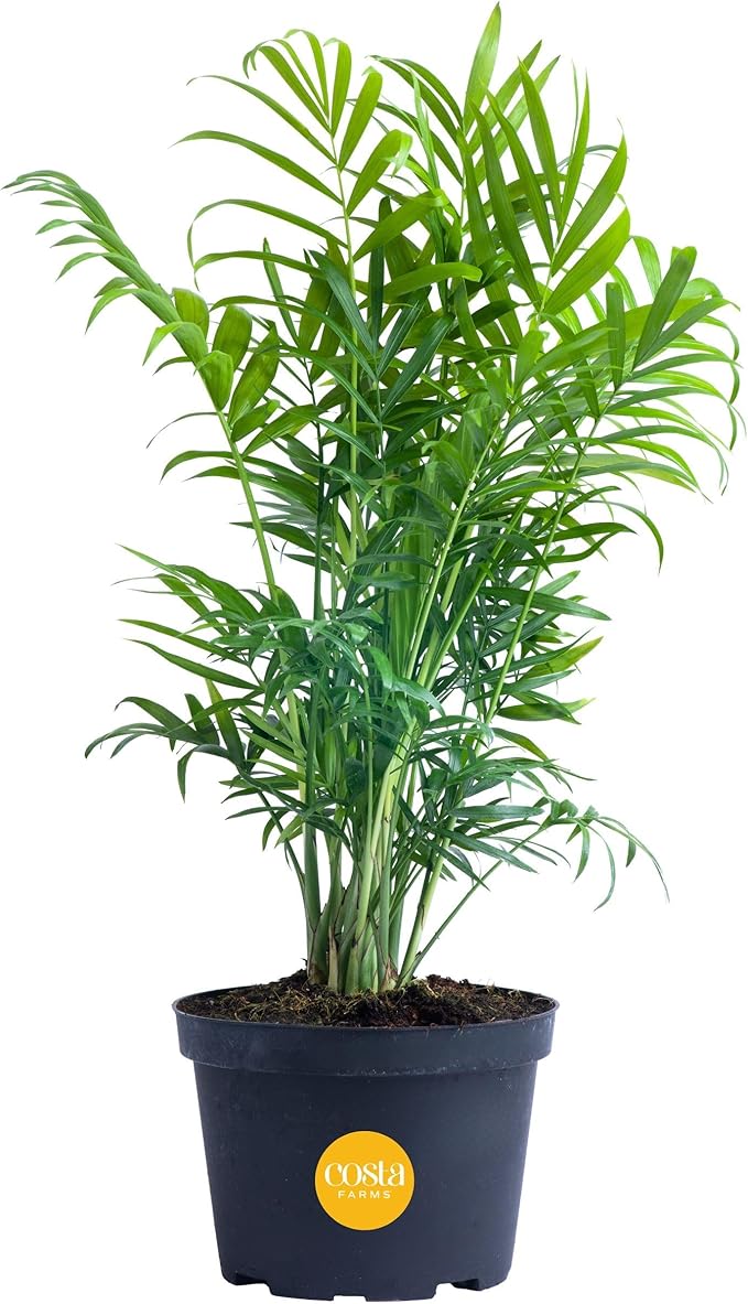 Costa Farms Neanthebella Palm Parlor Palm Live Indoor Plant