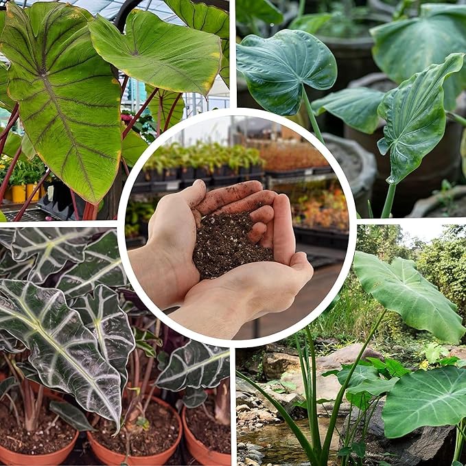 Alocasia Potting Mix - Unlock Robust Growth and Striking Leaves with Our High-Performance Formula - 20 Quart