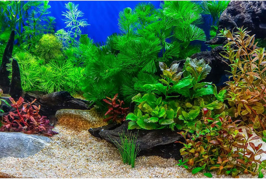 Aquarium Background Underwater Grass Leaves with Pebble Aquarium Backdrop Vivid and Fresh Green Aquatic Plant Stone River Bed and Lake Fish Deadwood Tank Background Decor Vinyl 36x20in