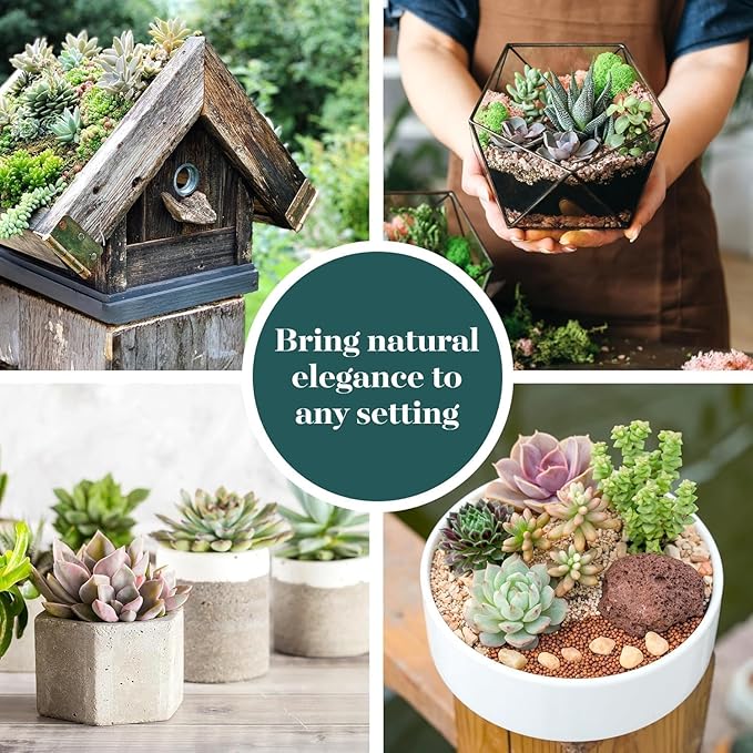 Shop Succulents Colorful Succulent Plant Pack 2" Grow Pot Pack of 64