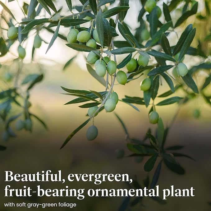 American Plant Exchange Live Olive Tree, Arbequina – Real Fruiting, Edible Indoor/Outdoor Houseplant – Medium 7.5-Inch Pot, Perfect for Home, Office, Patio & Garden Décor