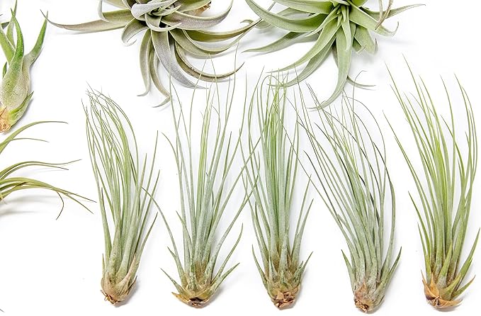 25 Pack of Classic Air Plants Variety - Live Succulent House Plants - Available in Wholesale and Bulk - Home and Garden Decor - Easy Care Indoor/Outdoor Air Plant