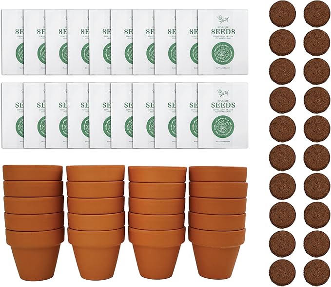 BUZZY Seeds Spruce Terracotta Mini Grow Pots | Tree Starter Kit for Kids & Adults | Bulk 20-Pack | Guaranteed to Grow | Best Indoor Grow Your Own Gardening Gift | Craft & Classroom Projects