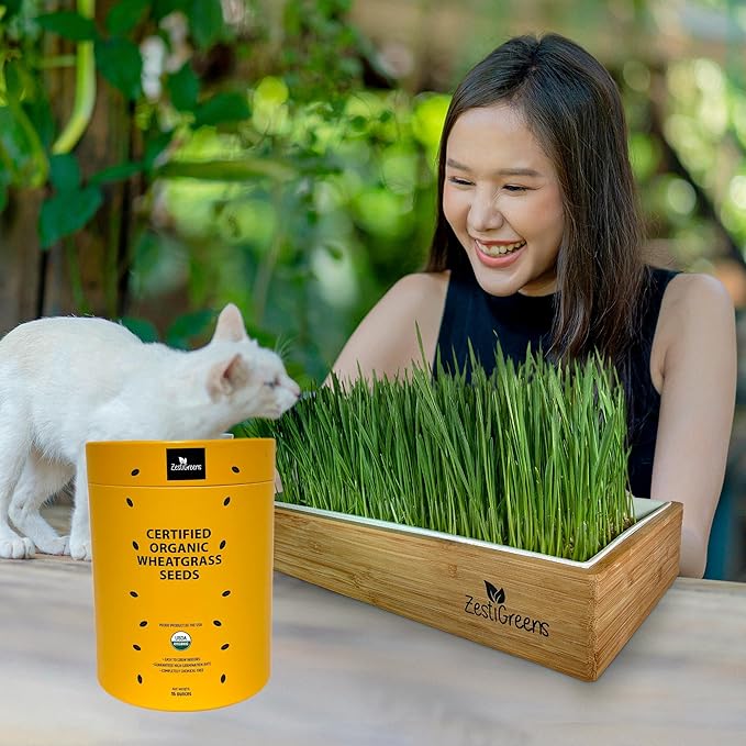 Certified Organic Wheatgrass Seeds – 12,500+ Non-GMO USDA Cat Grass Seeds in Food-Grade Container with Lid for Easy Scooping & Freshness