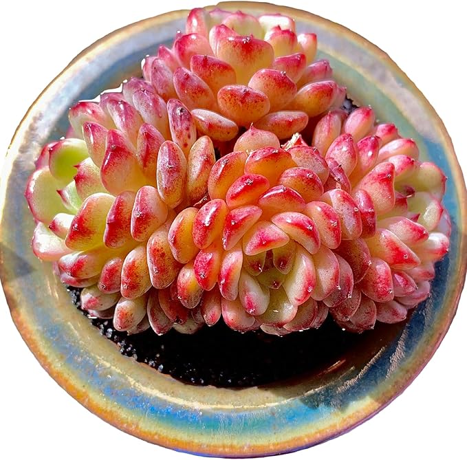 FWPP Suculentas Plant Live Echeveria Hani,Real Succulents Plants Live Red 3 inches Mini Succulents,Bare Root Without Pot Soil,Rare Succulent Plants Live Office Decoration Wedding and Gift