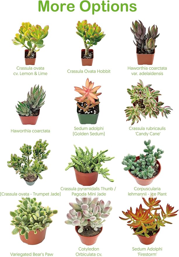 Live Succulent Echeveria 'Mottled Deer', Approx 2-inch Large, Potted Succulents, Fully Rooted, Easy Care House Plants