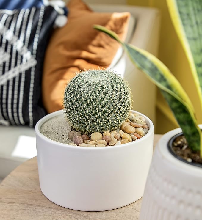 Altman Plants, Assorted Cactus Plants Live Plants (3PK), Cactus Plant Live Succulents Plants Live Cactus Decor, Indoor Plants Live House Plants in Cactus Soil, Live Cacti Plants Live Succulent Plants