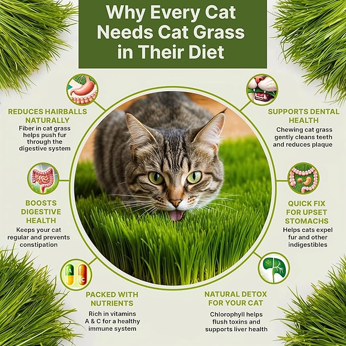 Cat Grass Seeds Mix - 5,200 Non-GMO Heirloom Seeds for Cats & Pets, 4 oz Pack for Growing Fresh Barley, Oat, Rye & Wheat Grass Seeds for Planting, Indoor Plants for Pets, Hairball Remedy for Cats