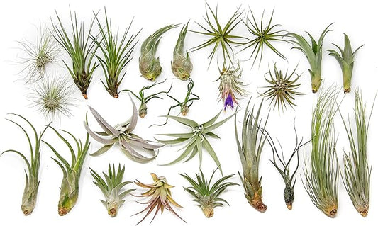 25 Grab Bag Pack Small & Medium Air Plants - Fertilizer Packet - Wholesale - Bulk - Live Tillandsia - Easy Care House Plant - Succulents