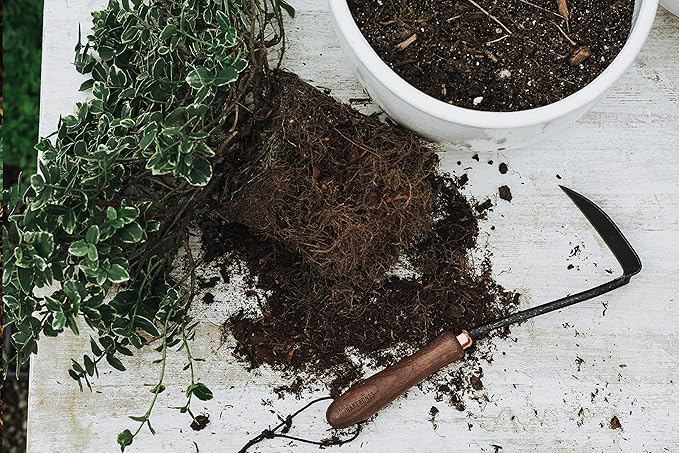 Barebones Japanese Weeding Hoe - Hoe Garden Tool - Durable Stainless Steel Hand Tool for Weeding and Digging (Walnut/Black)