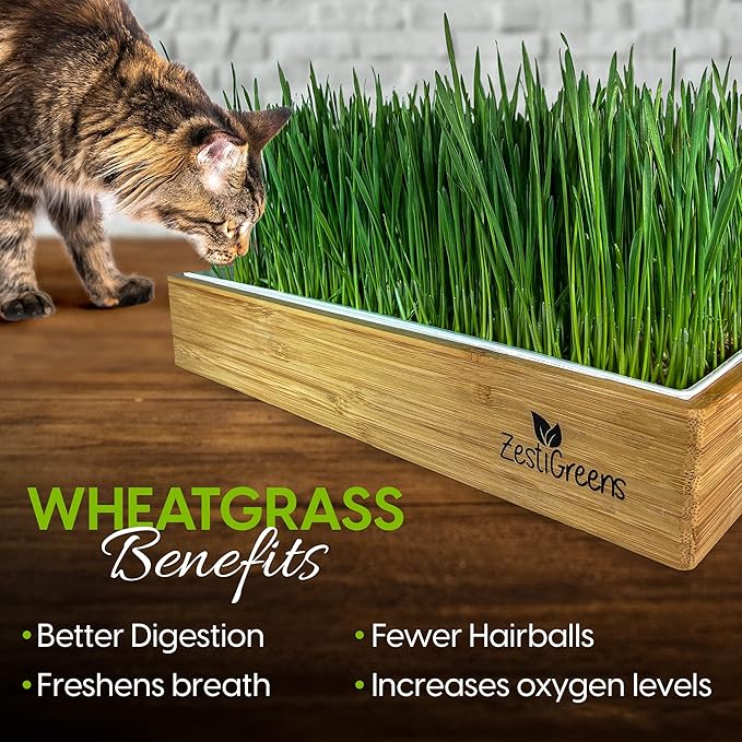 Cat Grass Refills for Self Watering Cat Grass Kit - 4 Mats and 4 Cat Grass Seed Packets (Cat Grass Refill Kit)
