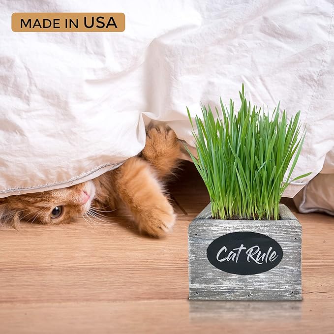 Cat Grass for Indoor Cats Kit – Best Value Organic Seed & Soil for 3 Growing Cycles, Natural Hairball Remedy & Cat Gifts (White Wash)