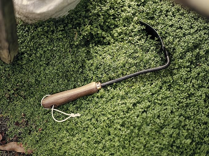 Barebones Square Hand Hoe - Garden Hoe for Weeding with a Long Handle - Japanese Gardening Tool, Sickle Garden Tool (Black/Walnut)