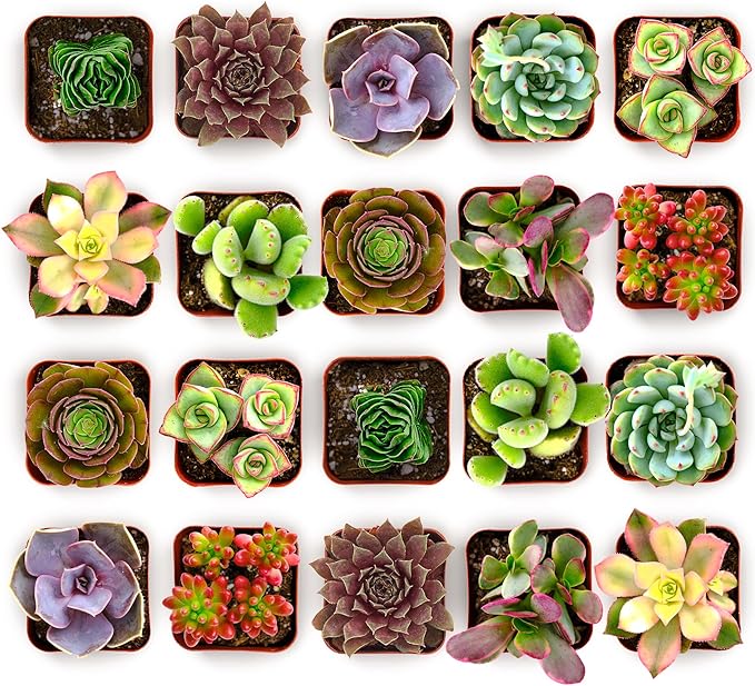 Shop Succulents Colorful Succulent Plant Pack 2" Grow Pot Pack of 64