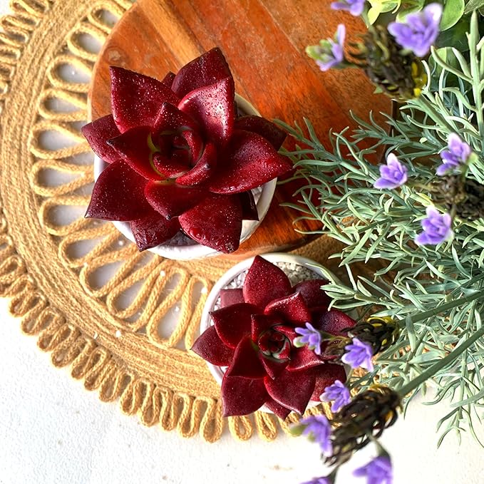 FWPP Live Succulents Plants Echeveria Agavoides v Romeo Rubin 3 inches,Rare red Succulents Bare Root Without Pot Soil, Live Plants Indoor Office Decoration Wedding and Gift