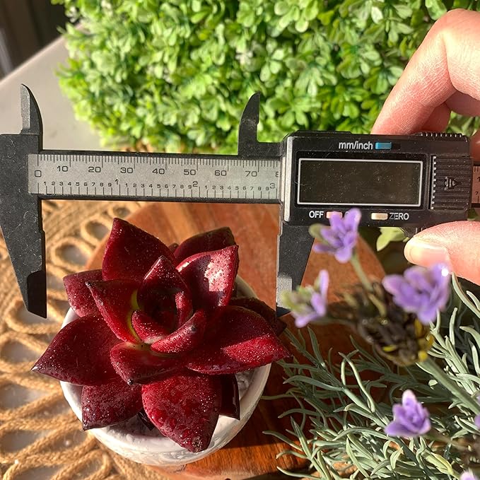 FWPP Live Succulents Plants Echeveria Agavoides v Romeo Rubin 3 inches,Rare red Succulents Bare Root Without Pot Soil, Live Plants Indoor Office Decoration Wedding and Gift