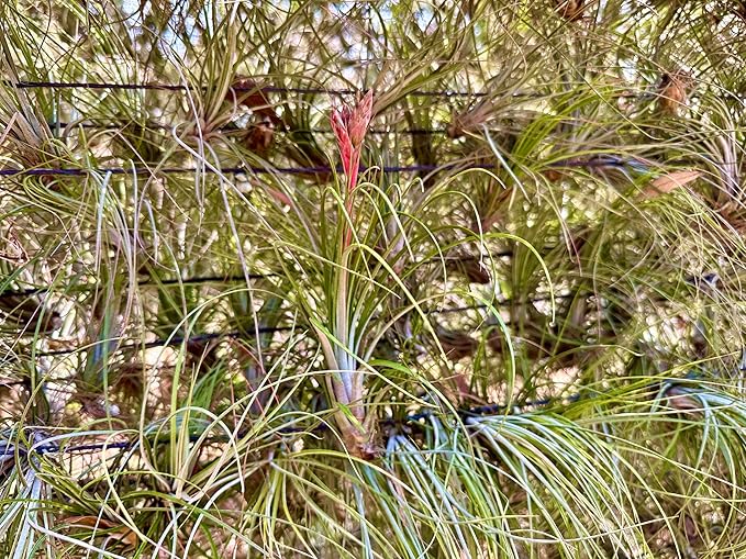 Air Plants - Tillandsia Juncea, Jumbo 8-12" - 3ct - Live Arrival Guaranteed - House Plants for Home Decor & Gift