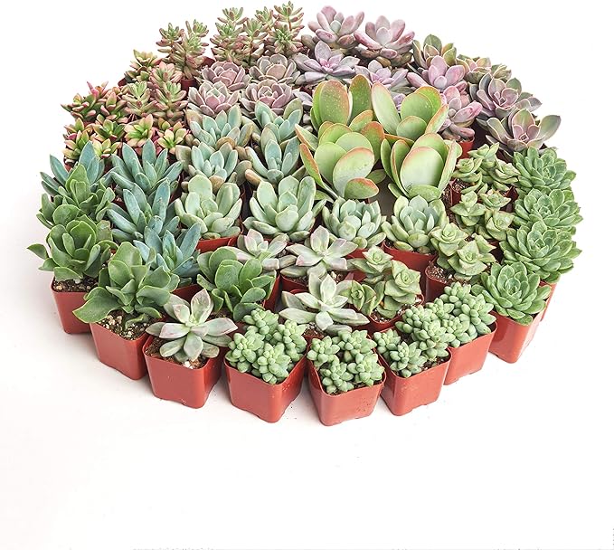 Shop Succulents Assorted Succulent Plant Pack Collection - Live Mini Succulent Plants, Low Maintenance, Mixture of Colors & Textures - Wedding and Party Favors, Gift & Garden, Pack of 256