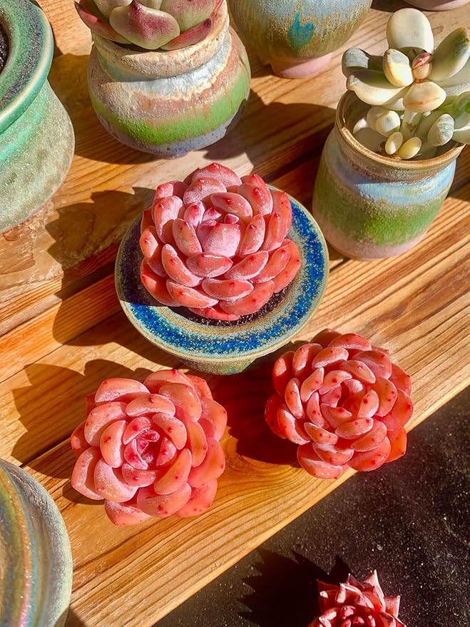 FWPP Live Succulents Plants Echeveria Snow Angel 2.5 inches,Rare red Succulents Bare Root Without Pot Soil, Live Plants Indoor Office Decoration Wedding and Gift