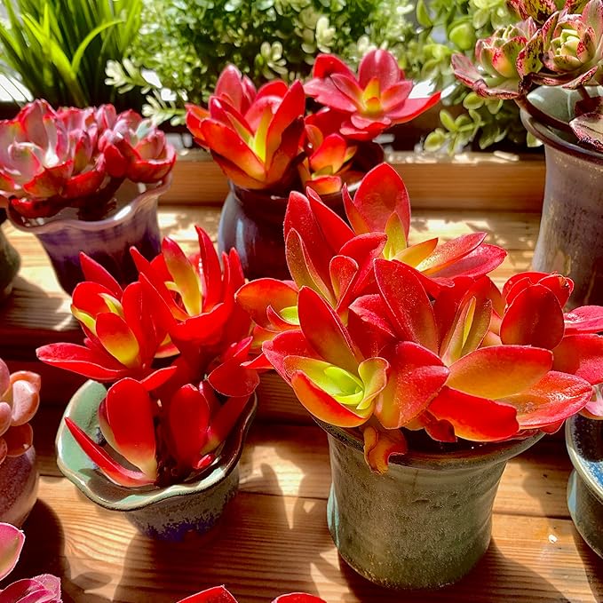 FWPP Crassula capitella 'Campfire' Live Succulent Plant in 3 Inch, Bright Red Leaves, Bare Root Without Pot Soil, Low Maintenance Houseplant, Great Gift for Plant Lovers & Home Decor