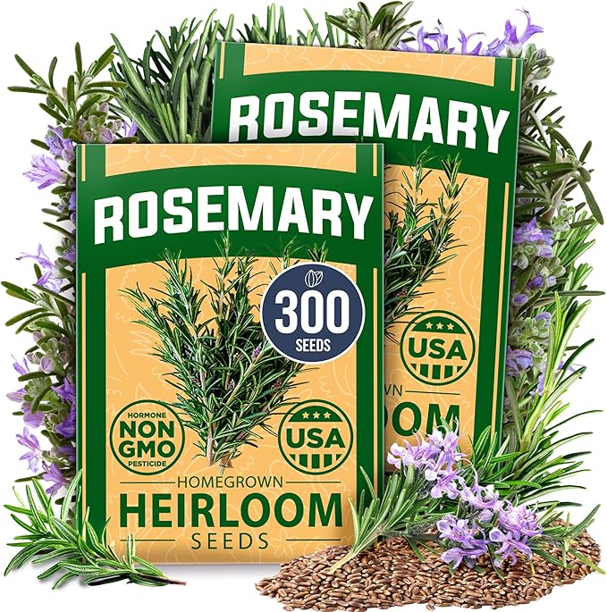 HOME GROWN Rosemary Seeds Pack - 300 High Germinating 𝗡𝗢𝗡-𝗚𝗠𝗢, 𝗨𝗦𝗔-𝗦𝗢𝗨𝗥𝗖𝗘𝗗 Heirloom Herb Seeds for Planting in Indoor or Outdoor Herb Gardens (Salvia rosmarinus)