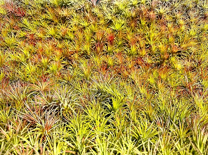 Air Plants Bulk - Tillandsia Ionantha Wholesale Pack, Regular 1-3" - 25ct - Live Arrival Guaranteed - House Plants for Home Decor & Gift