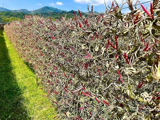 Air Plants - Flowering Tillandsia Caput Medusae, Large 5-7" - 3ct - Live Arrival Guaranteed - House Plants for Home Decor & Gift